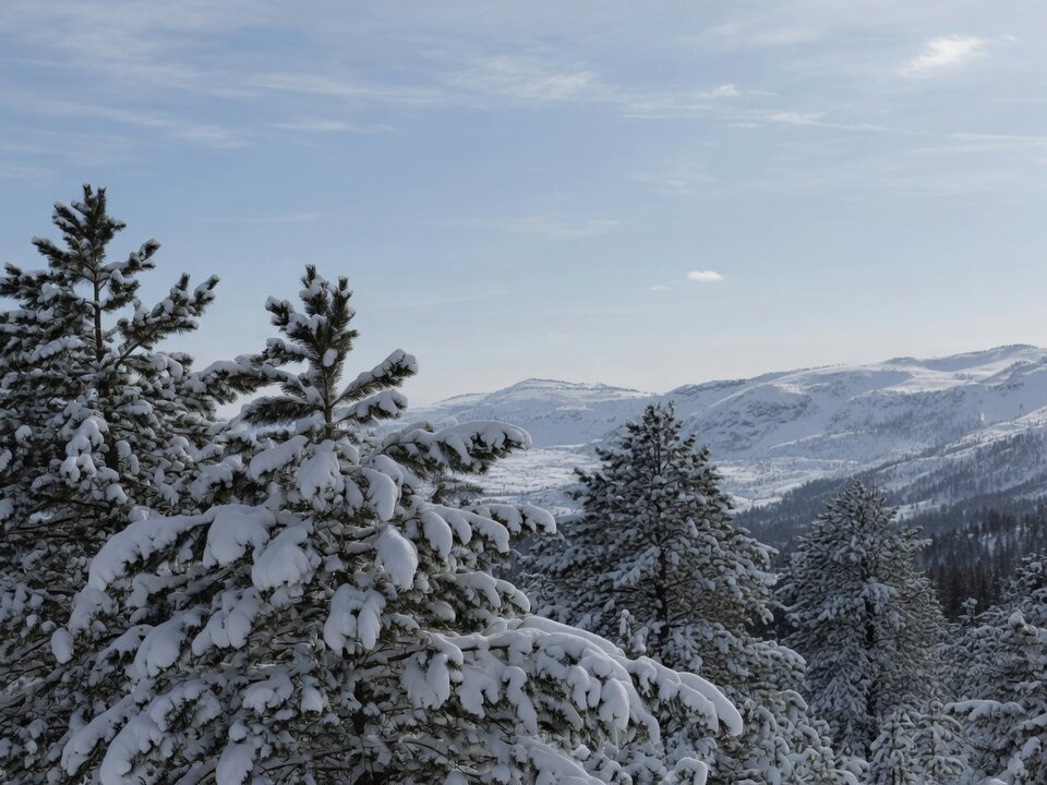 Snow-covered pines and winter mountains.